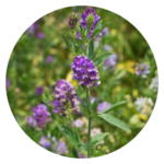 A close-up image of green alfalfa leaves, rich in vitamins and minerals, commonly used for its health benefits in teas, capsules, and powders.