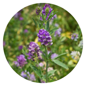 A close-up image of green alfalfa leaves, rich in vitamins and minerals, commonly used for its health benefits in teas, capsules, and powders.
