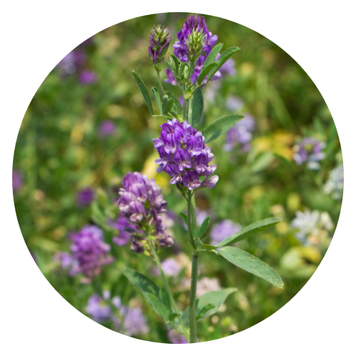 A close-up image of green alfalfa leaves, rich in vitamins and minerals, commonly used for its health benefits in teas, capsules, and powders.