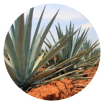 Agave plant with thick, spiky leaves in a desert landscape, known for its medicinal and culinary uses in herbal medicine.