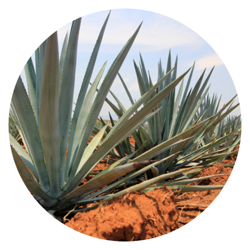 Agave plant with thick, spiky leaves in a desert landscape, known for its medicinal and culinary uses in herbal medicine.