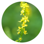 A close-up image of agrimony (Agrimonia eupatoria) plants with yellow flowers and feathery leaves growing in a sunny meadow.