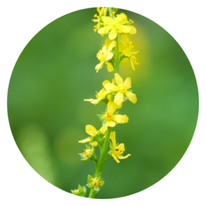 A close-up image of agrimony (Agrimonia eupatoria) plants with yellow flowers and feathery leaves growing in a sunny meadow.
