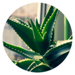 Close-up of an aloe vera plant, showcasing thick, fleshy leaves with serrated edges and a vibrant green-gray color.