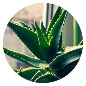 Close-up of an aloe vera plant, showcasing thick, fleshy leaves with serrated edges and a vibrant green-gray color.