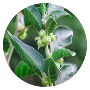 Ashwagandha roots and leaves, a popular adaptogenic herb known for stress relief and immune support.