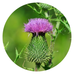 Burdock roots and leaves arranged artistically on a wooden surface, showcasing the medicinal herb's therapeutic properties.