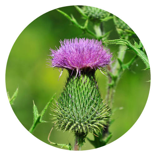 Burdock roots and leaves arranged artistically on a wooden surface, showcasing the medicinal herb's therapeutic properties.