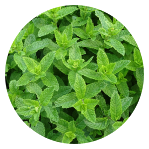 Close-up of fresh peppermint leaves with vibrant green color on a wooden surface.