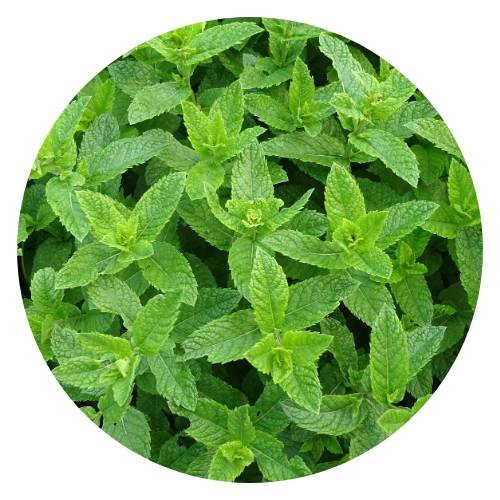 Close-up of fresh peppermint leaves with vibrant green color on a wooden surface.