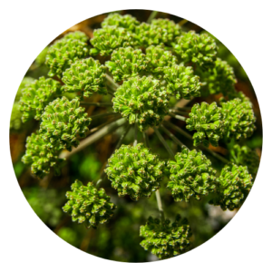 Angelica (Angelica archangelica) plant with lush green leaves and umbrella-like clusters of pale greenish-white flowers.