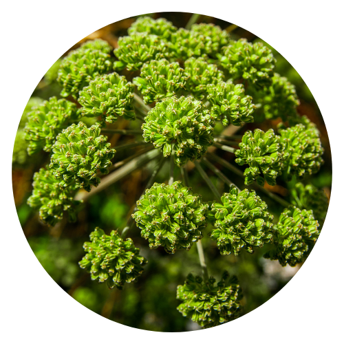 Angelica (Angelica archangelica) plant with lush green leaves and umbrella-like clusters of pale greenish-white flowers.