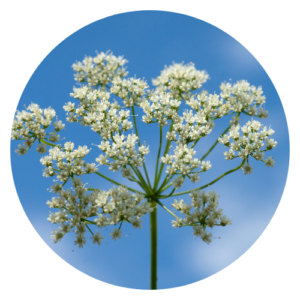 Anise (Pimpinella anisum) herb with its feathery green leaves and tiny white flowers.