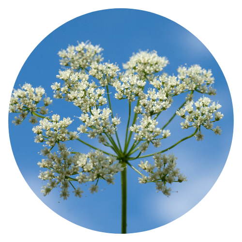 Anise (Pimpinella anisum) herb with its feathery green leaves and tiny white flowers.
