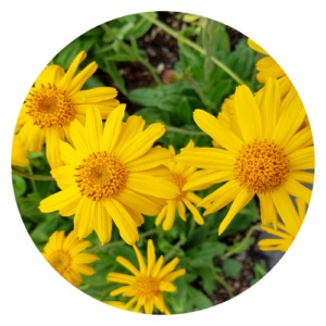 Arnica (Arnica montana) – A powerful herb known for its anti-inflammatory and pain-relieving properties. Used in herbal medicine for bruises, swelling, and muscle soreness.