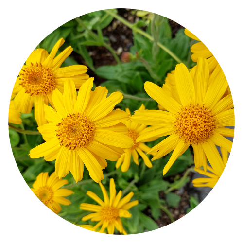 Arnica (Arnica montana) – A powerful herb known for its anti-inflammatory and pain-relieving properties. Used in herbal medicine for bruises, swelling, and muscle soreness.
