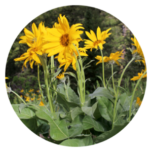 Bright yellow Arrowleaf Balsamroot (Balsamorhiza sagittata) flowers in full bloom, with silvery-green arrow-shaped leaves, thriving in a dry, open meadow.