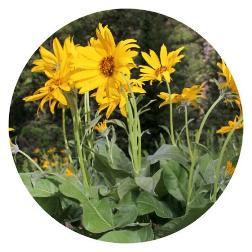 Bright yellow Arrowleaf Balsamroot (Balsamorhiza sagittata) flowers in full bloom, with silvery-green arrow-shaped leaves, thriving in a dry, open meadow.