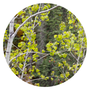Aspen tree (Populus tremuloides) leaves with smooth bark and quaking leaves