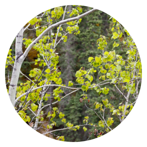 Aspen tree (Populus tremuloides) leaves with smooth bark and quaking leaves