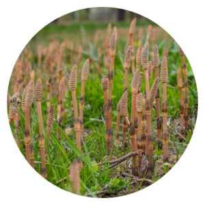 Close-up image of horsetail (Equisetum arvense) plants, showcasing their slender, segmented green stems and brush-like appearance in a natural setting.