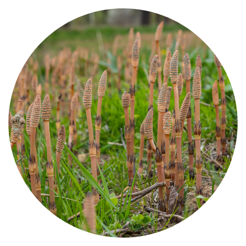 Close-up image of horsetail (Equisetum arvense) plants, showcasing their slender, segmented green stems and brush-like appearance in a natural setting.