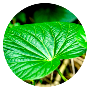 Close-up of kava plant leaves and roots, highlighting the medicinal parts used for relaxation and anxiety relief.