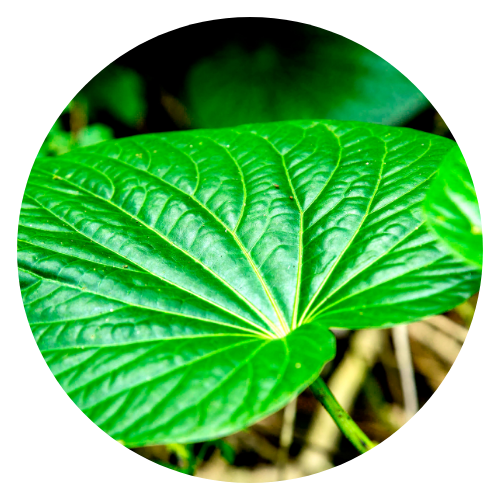 Close-up of kava plant leaves and roots, highlighting the medicinal parts used for relaxation and anxiety relief.