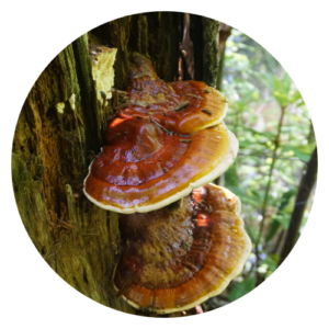 Close-up of a Reishi mushroom (Ganoderma lucidum) growing on a tree trunk, showcasing its shiny reddish-brown cap and distinctive kidney shape.