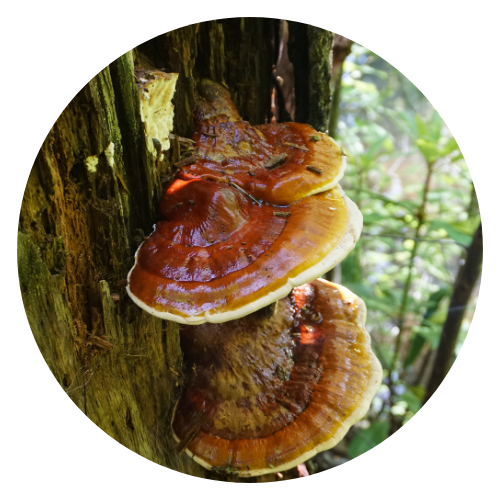 Close-up of a Reishi mushroom (Ganoderma lucidum) growing on a tree trunk, showcasing its shiny reddish-brown cap and distinctive kidney shape.